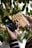 A person holds a smartphone showing a fully charged battery symbol connected to a wooden power bank. The power bank has a geometric logo and the word 'agefis' engraved on it. In the background, there are green leaves, suggesting a natural setting.