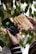 A person holds a smartphone showing a fully charged battery symbol connected to a wooden power bank. The power bank has a geometric logo and the word 'agefis' engraved on it. In the background, there are green leaves, suggesting a natural setting.