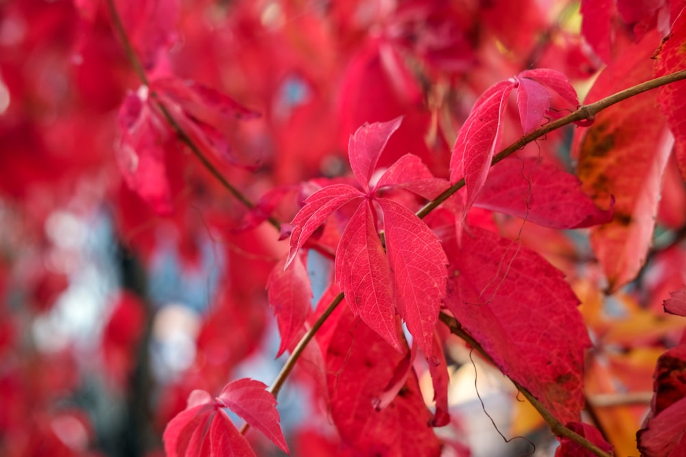 red leaves in tilt shift lens