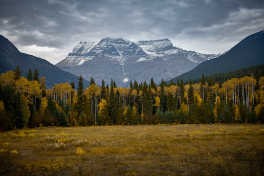 green pine trees near snow covered mountain during daytime in Mount Robson Provincial Park Canada