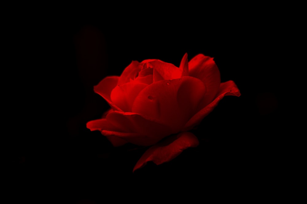 red flower in black background