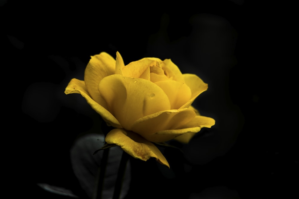 yellow flower in black background