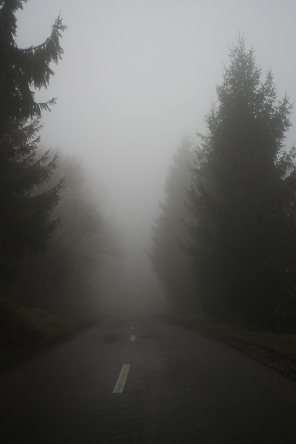 霧の日の緑の木々の間の灰色のアスファルト道路