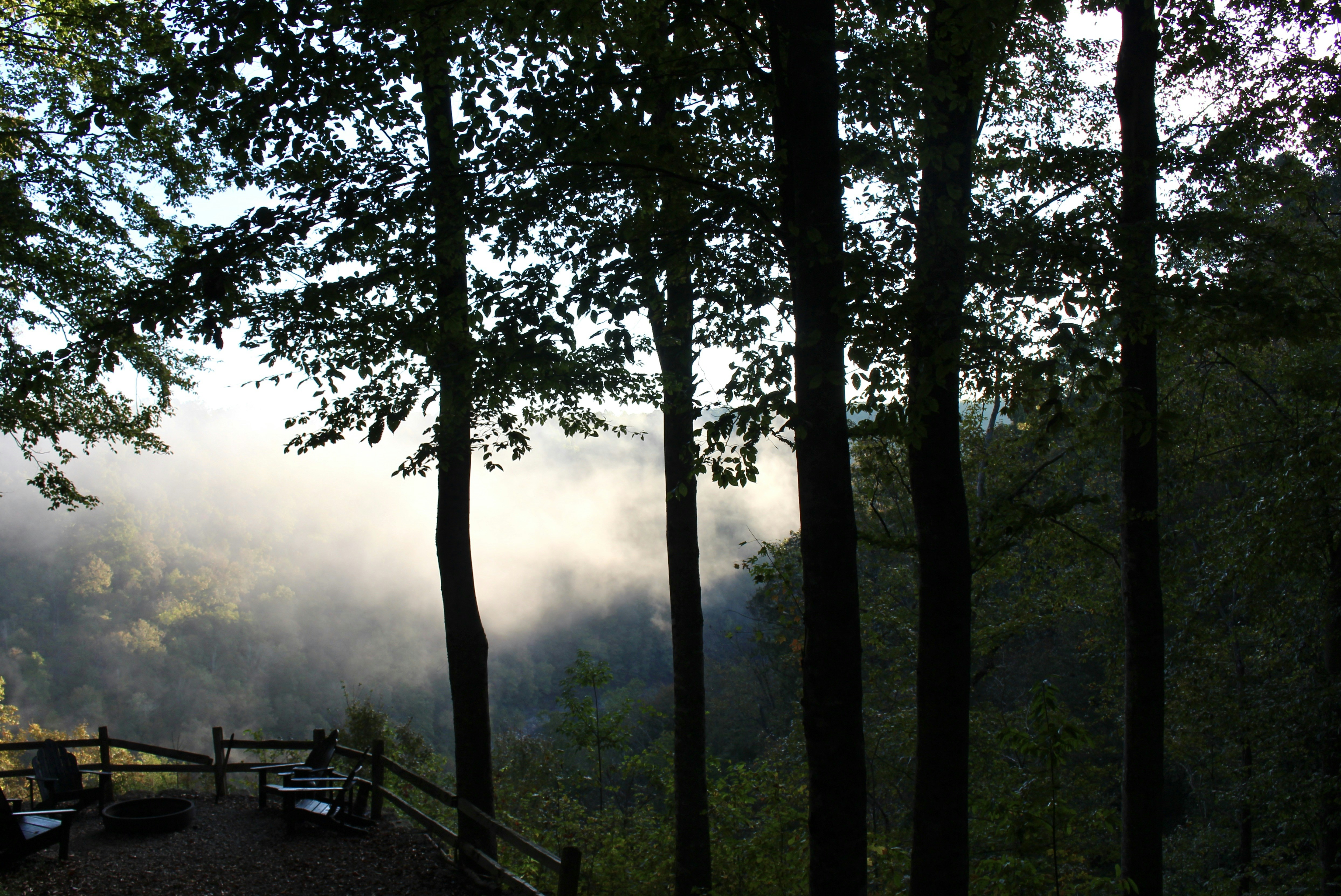 green trees on foggy day