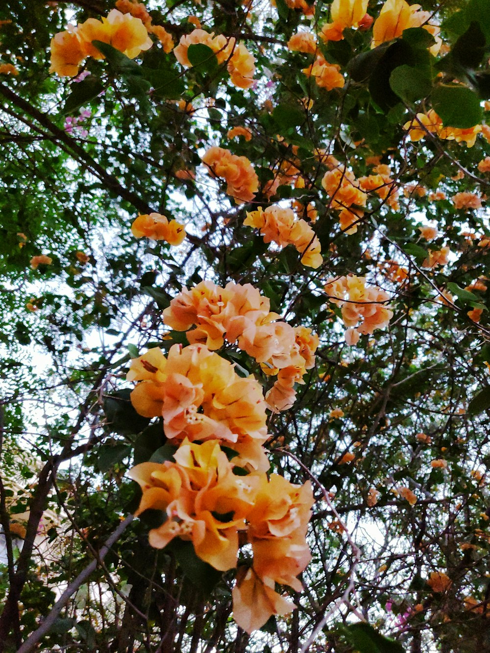 hojas amarillas y marrones en el árbol