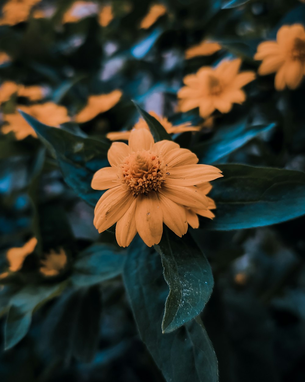 yellow flower in tilt shift lens