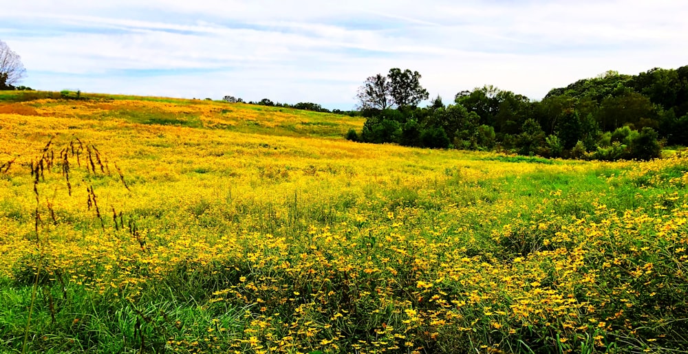 green grass field during daytime