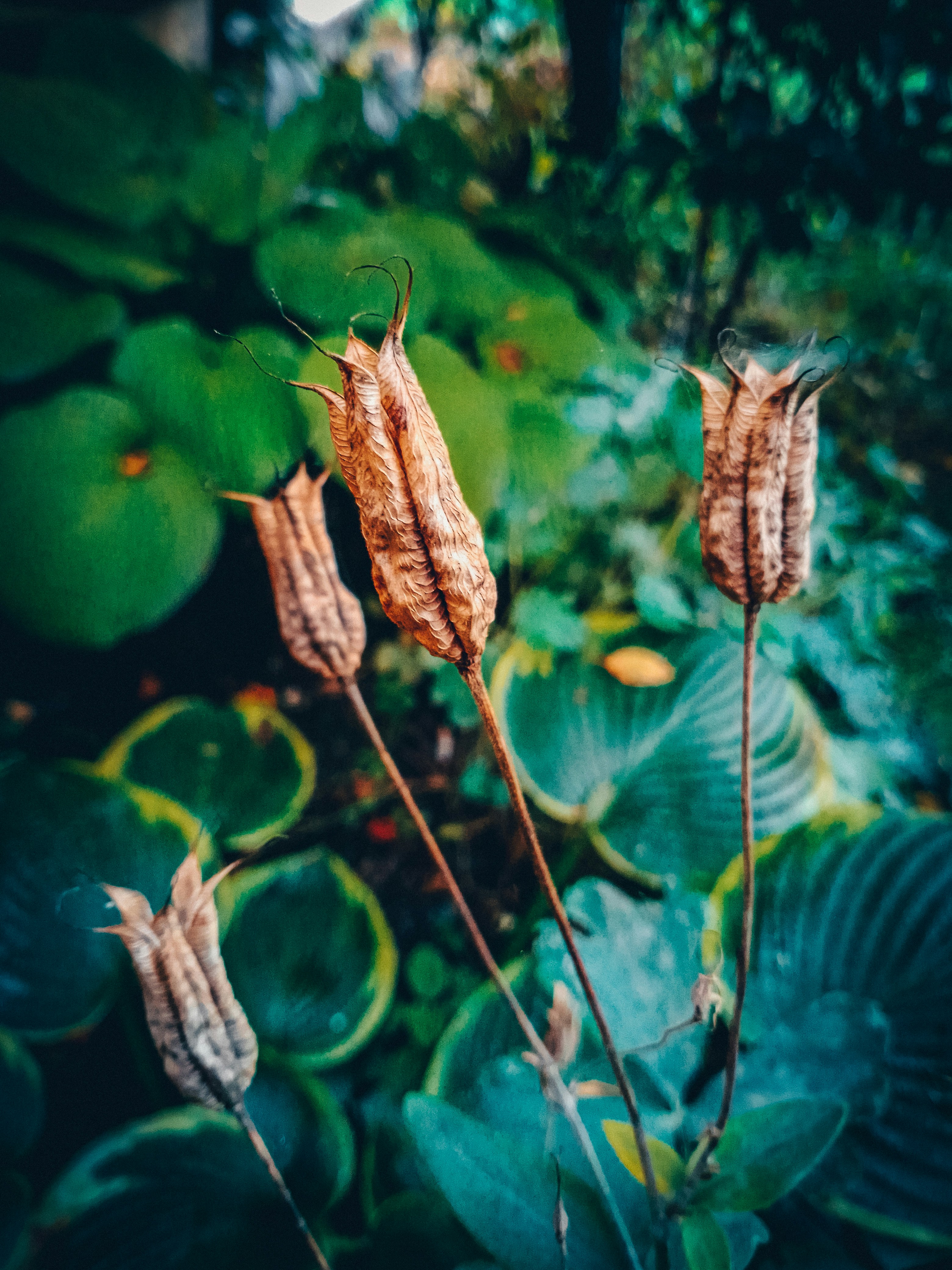 brown dried leaf on green leaf