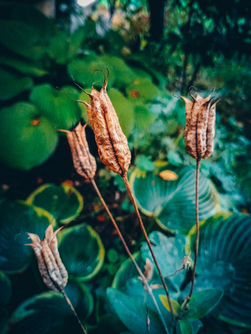 brown dried leaf on green leaf