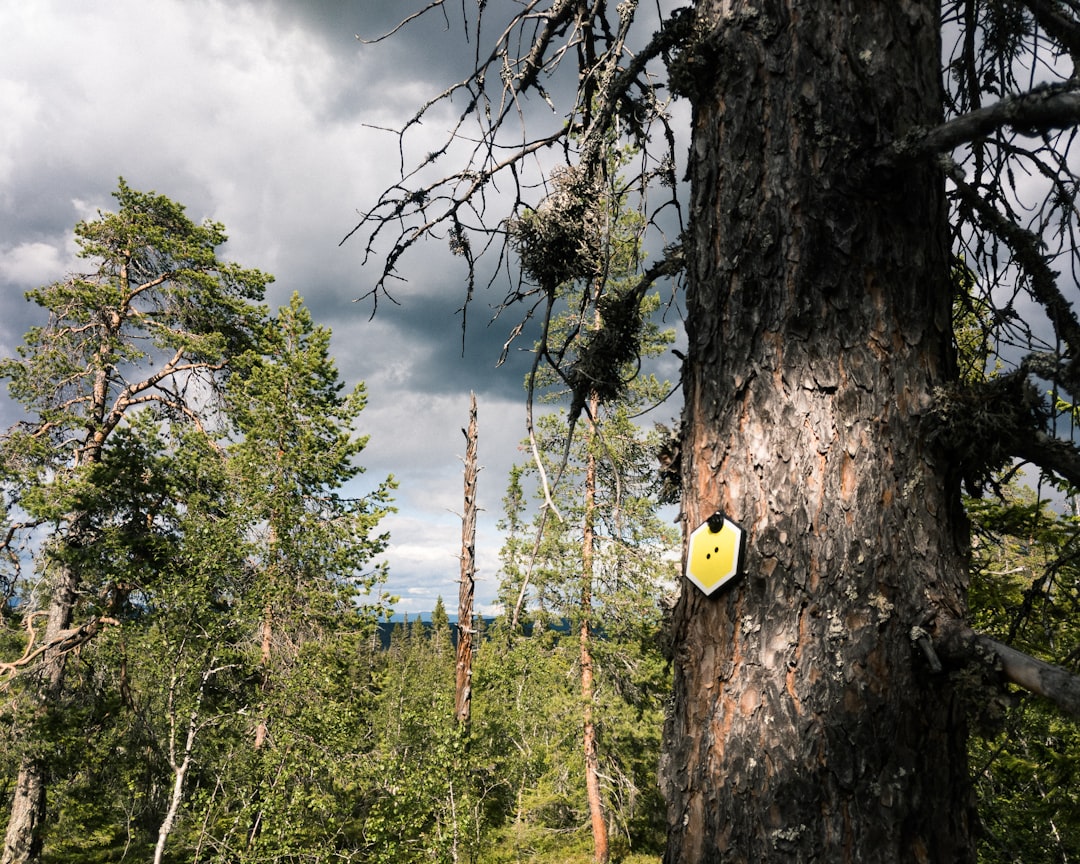 travelers stories about Forest in Njupeskärs vattenfall, Sweden