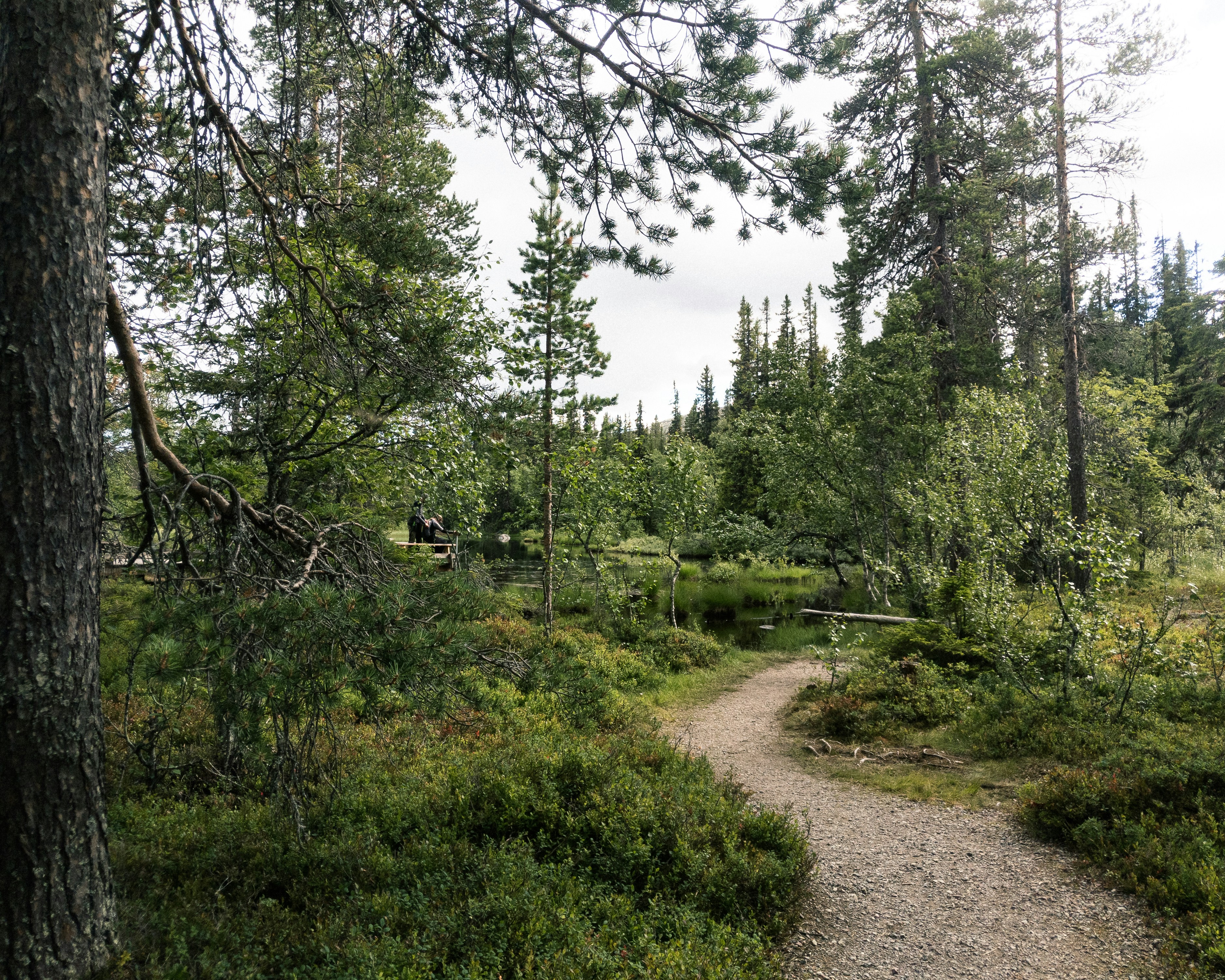 Most of the trail leading to the Njupeskär waterfall looks like this, well-paved roads and sometimes even wooden pathways