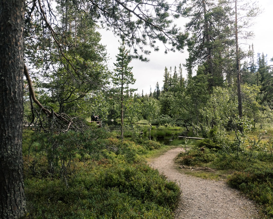 travelers stories about Forest in Njupeskärs vattenfall, Sweden