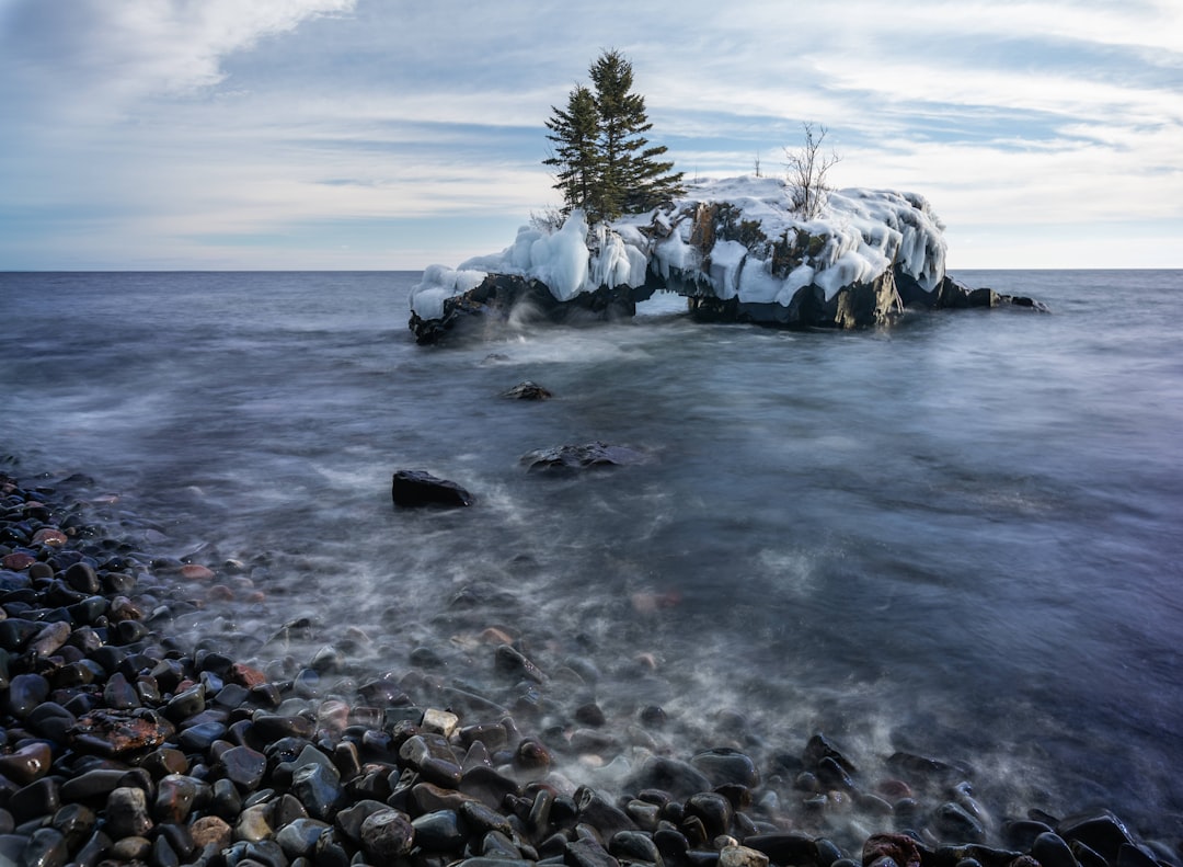 green trees on rocky shore during daytime