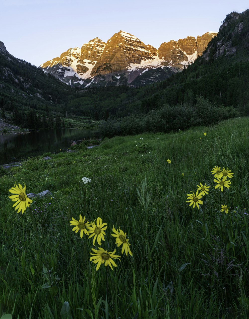 yellow flowers near green grass field and mountains during daytime