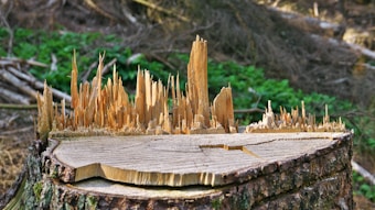 A close-up view of a tree stump with sharp, jagged wooden splinters protruding from its top surface. The stump is surrounded by a forest setting with some green foliage in the background, indicating a natural environment.