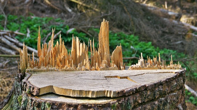 A close-up view of a tree stump with sharp, jagged wooden splinters protruding from its top surface. The stump is surrounded by a forest setting with some green foliage in the background, indicating a natural environment.
