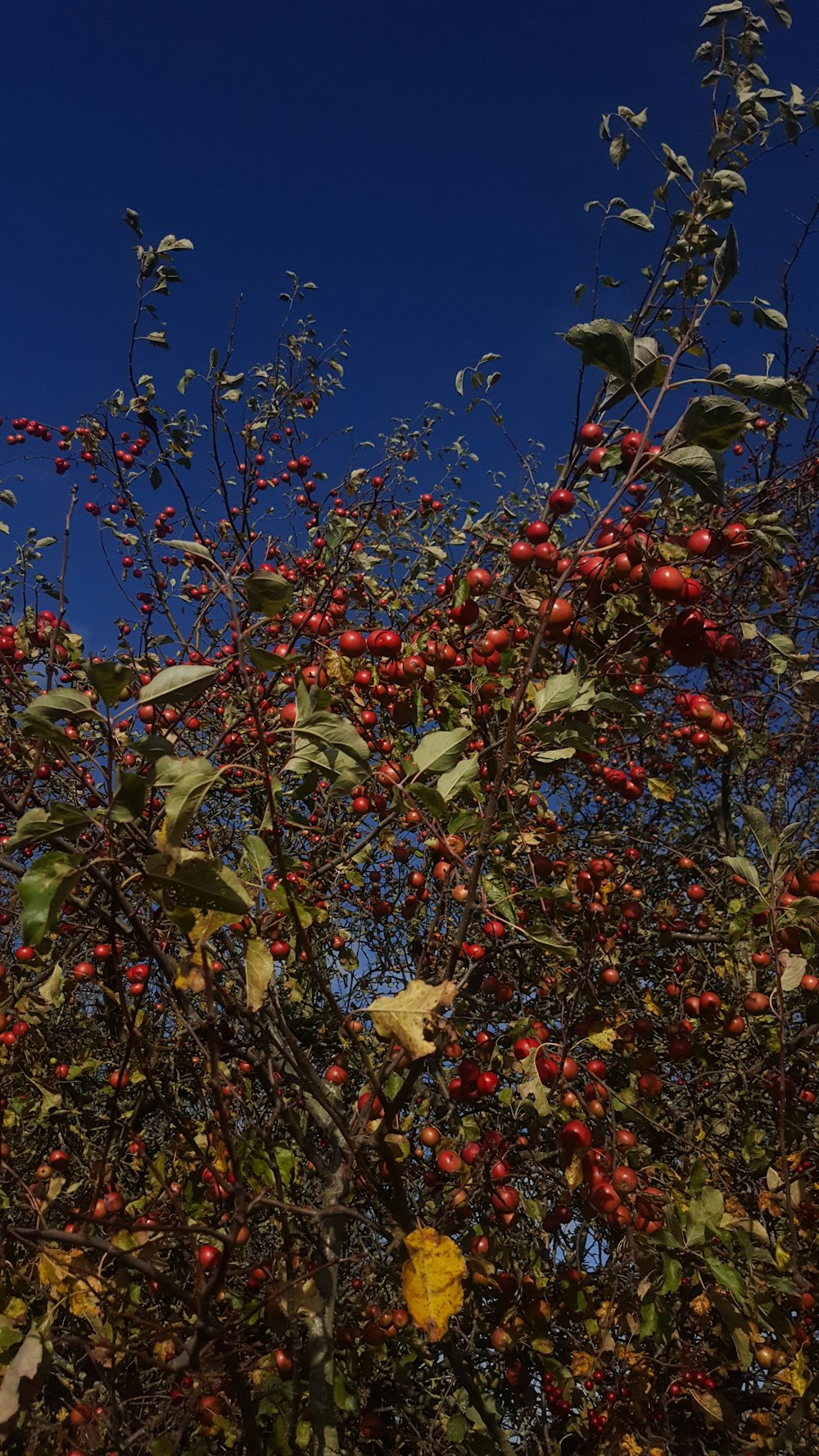 red and brown leaves on tree