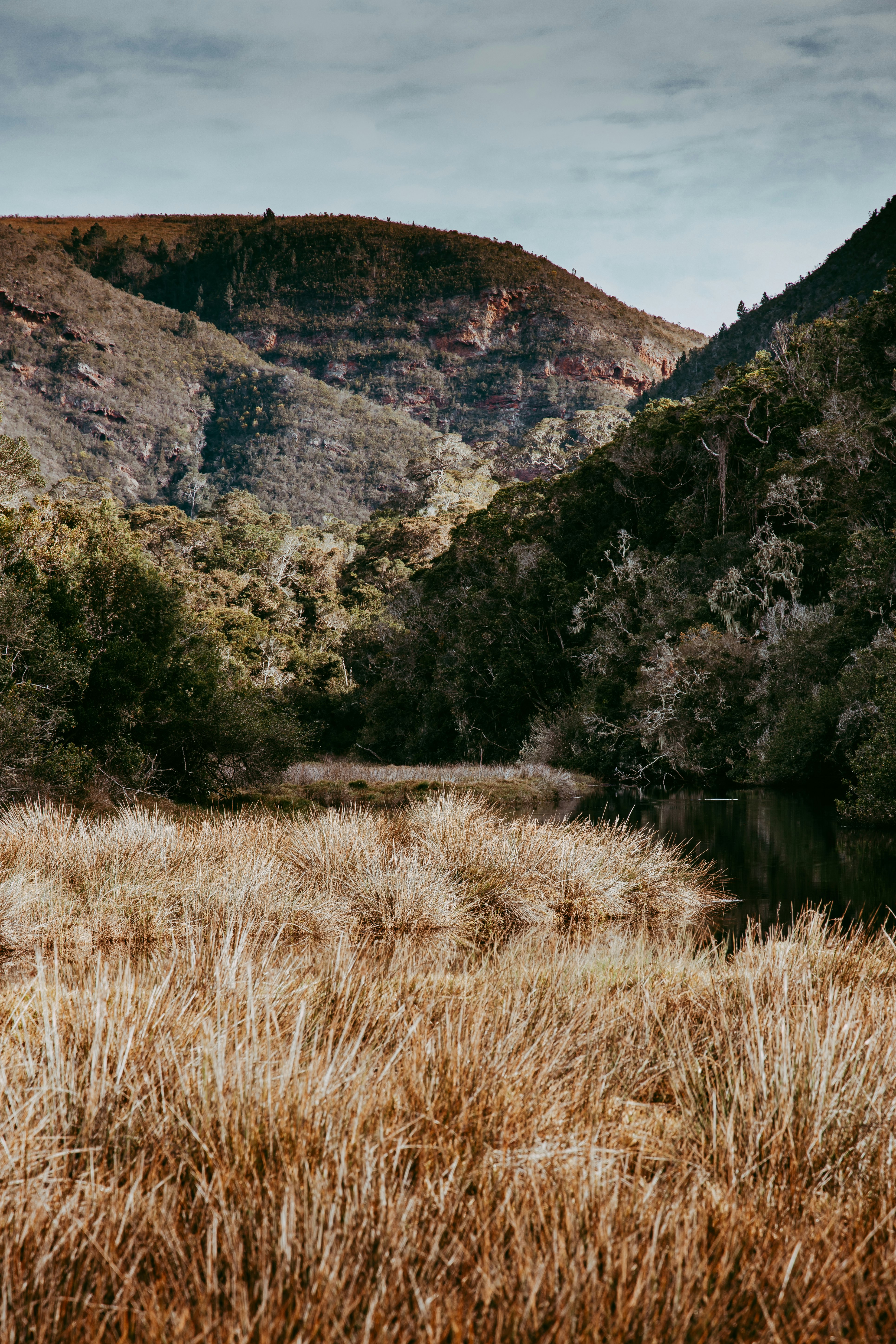 brown grass field near green trees and mountain during daytime