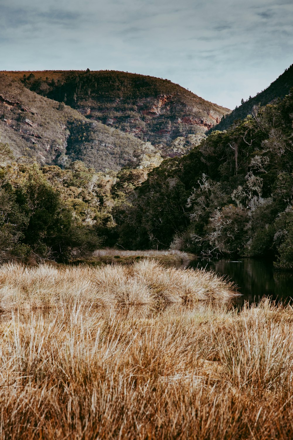 brown grass field near green trees and mountain during daytime