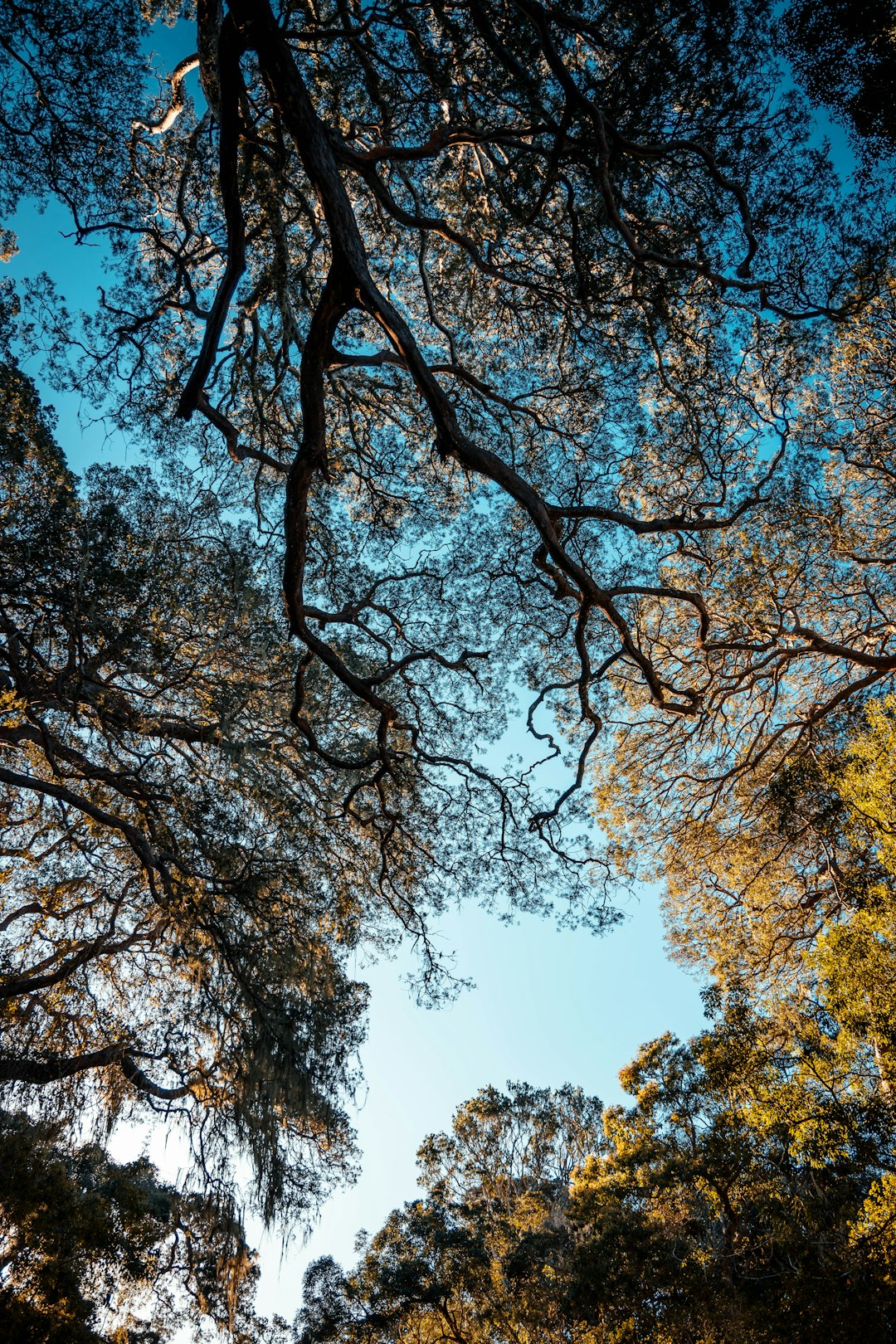 brown and green trees under blue sky during daytime