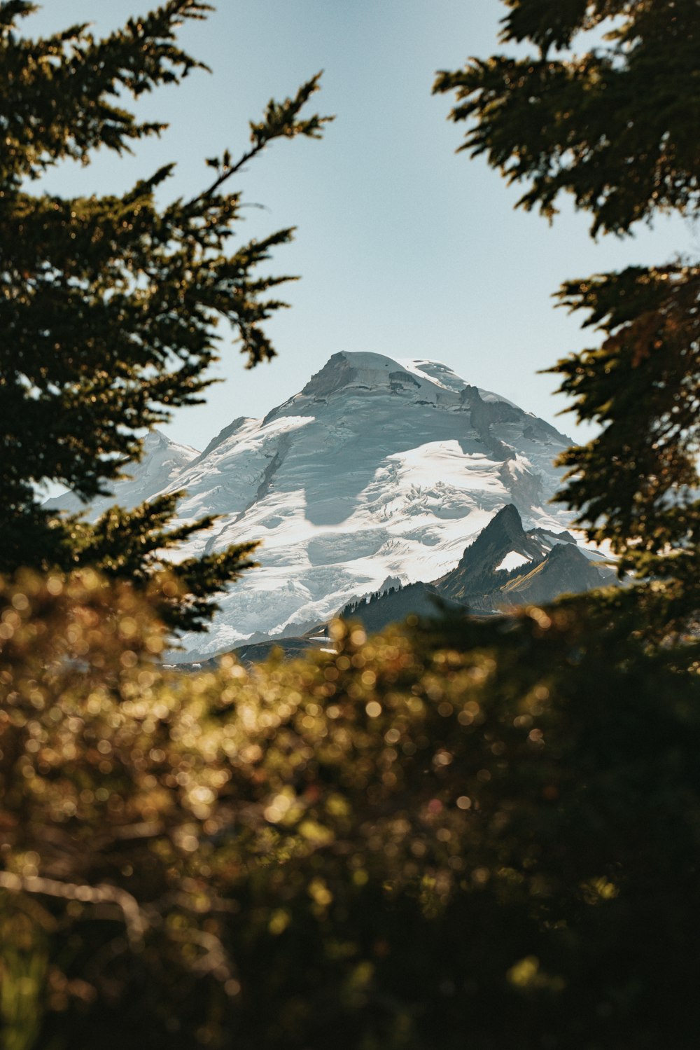 green trees near snow covered mountain during daytime