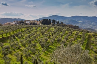 Elixir Food Company Olive Grove Making Premium Olive Oil