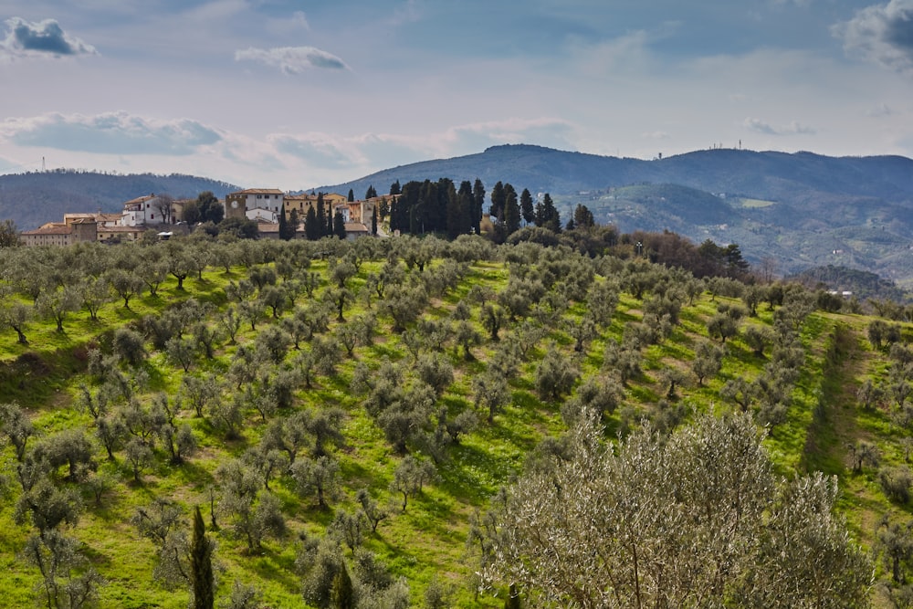 alberi verdi sulla montagna sotto il cielo blu durante il giorno