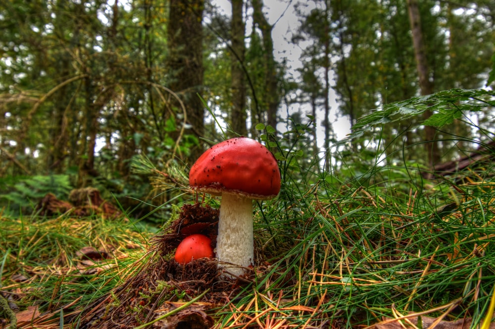 red and white mushroom on green grass during daytime