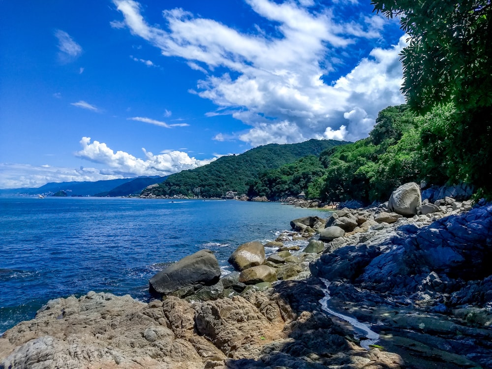 green trees beside body of water under blue sky during daytime