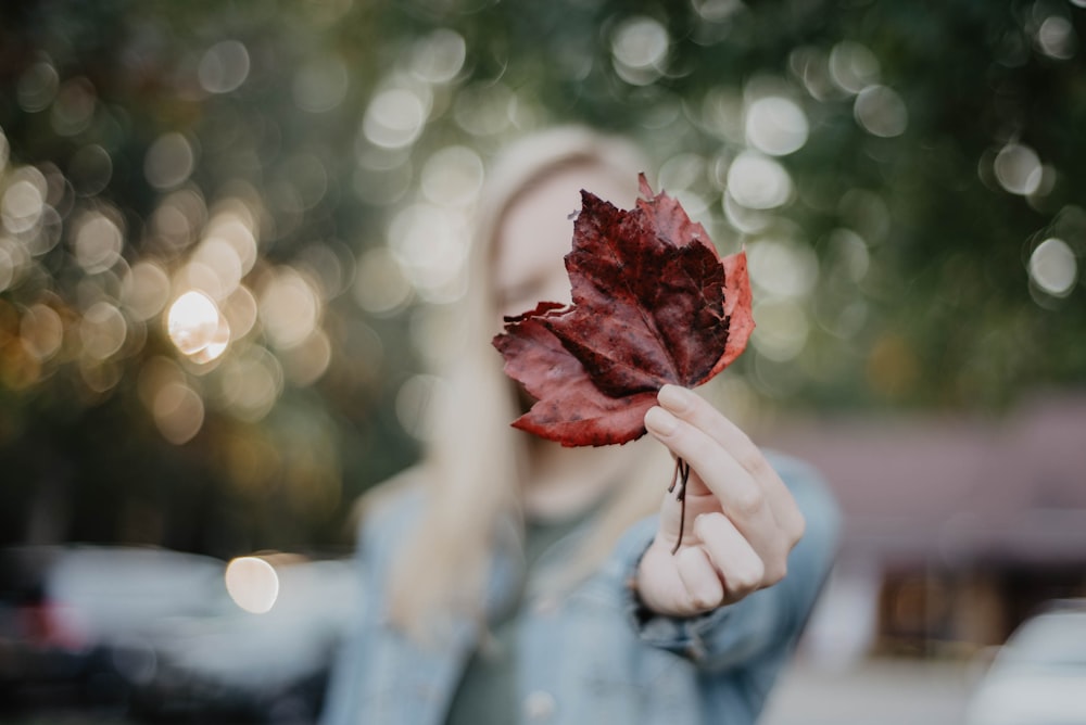 person holding red and white rose