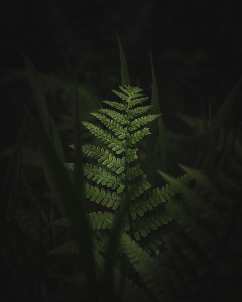 green fern plant in close up photography