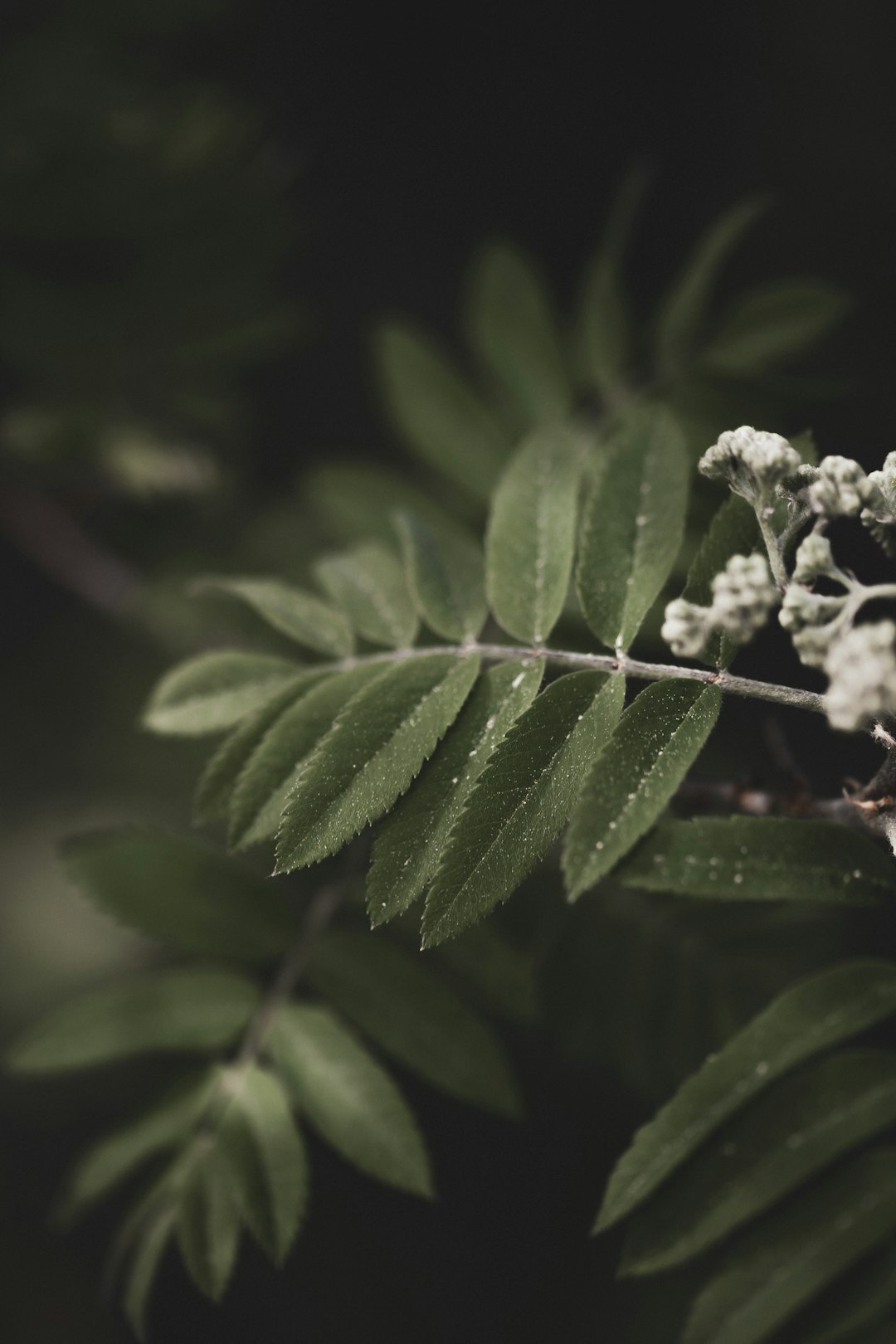 white flower in tilt shift lens