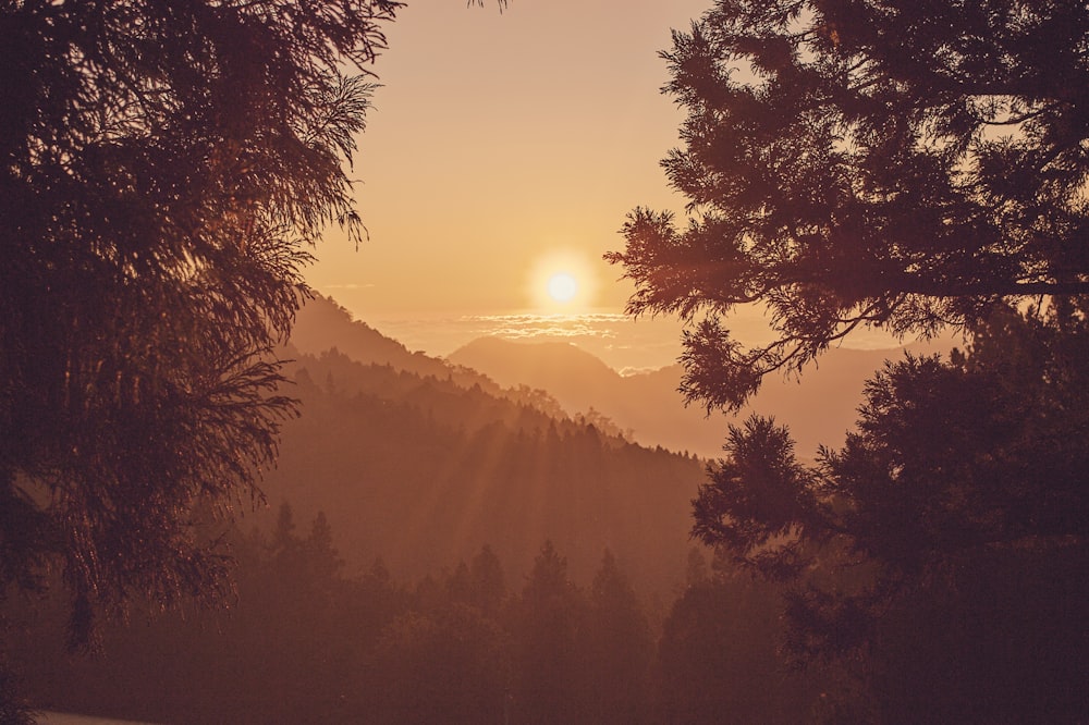 silhouette of trees during sunrise