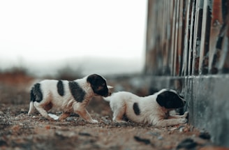 Two small puppies with black and white fur are exploring a dusty outdoor area. One puppy is stretching and peering closely at a large wall or fence, while the other follows closely behind. The background is blurred, suggesting an open or rural setting.
