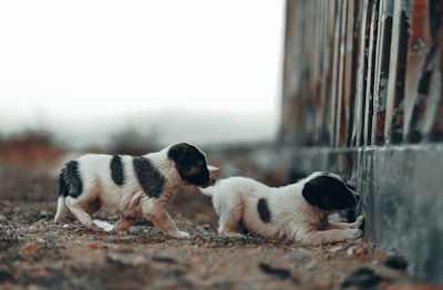 Two playful puppies exploring the sandy terrain of the Arava region.