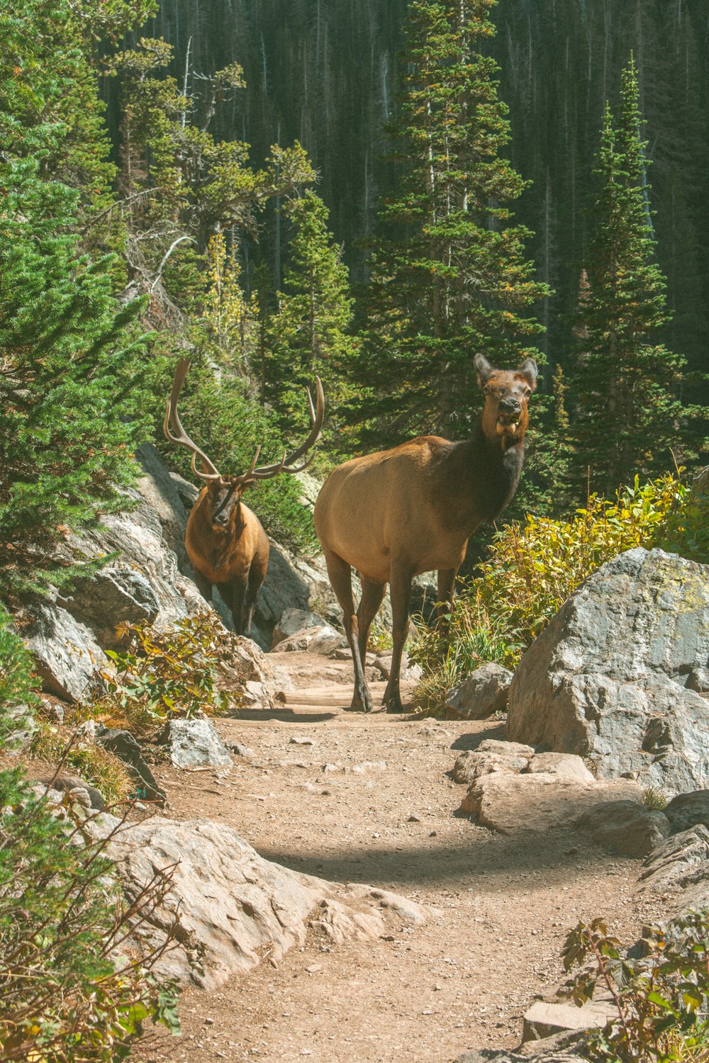 brown deer on rocky ground during daytime