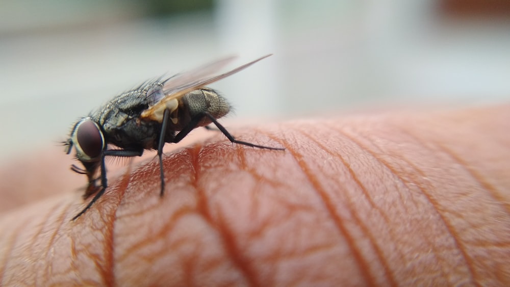 Mosca negra y amarilla en la piel humana