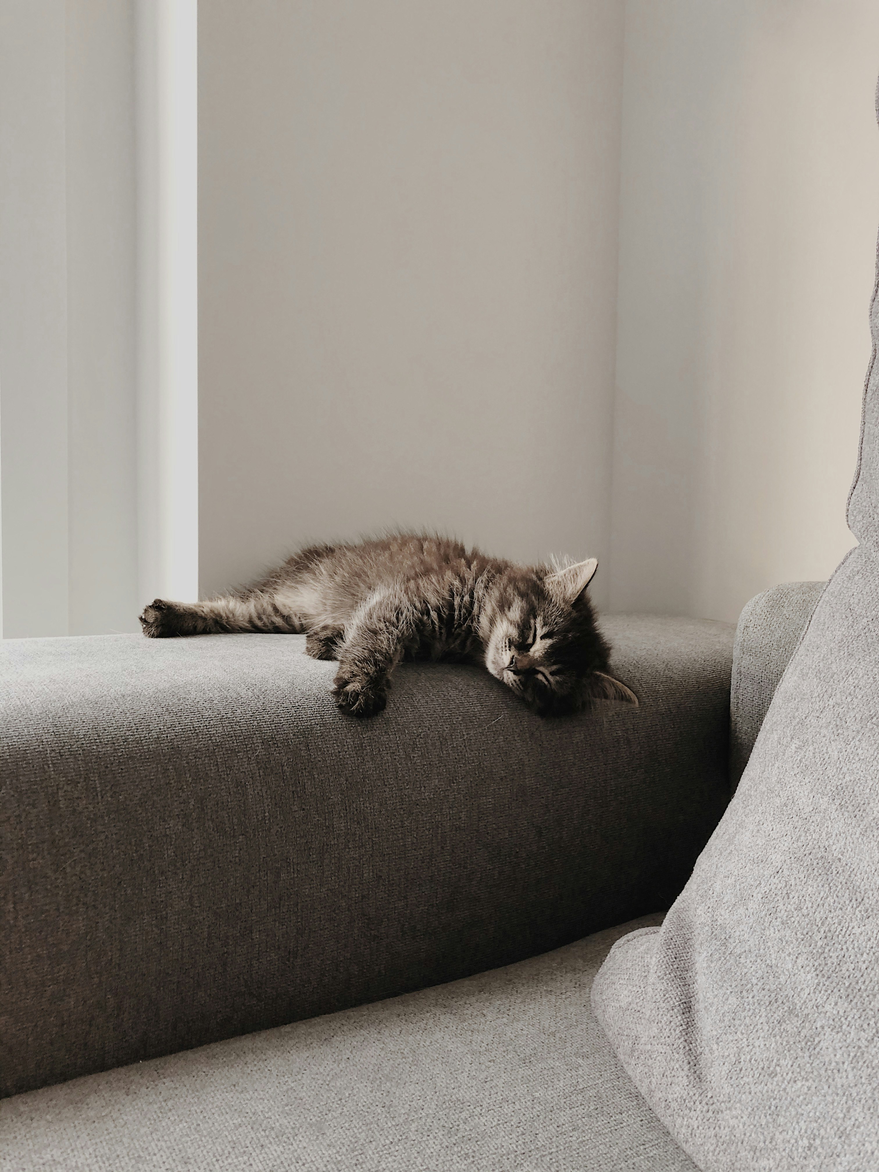 brown tabby cat lying on gray sofa