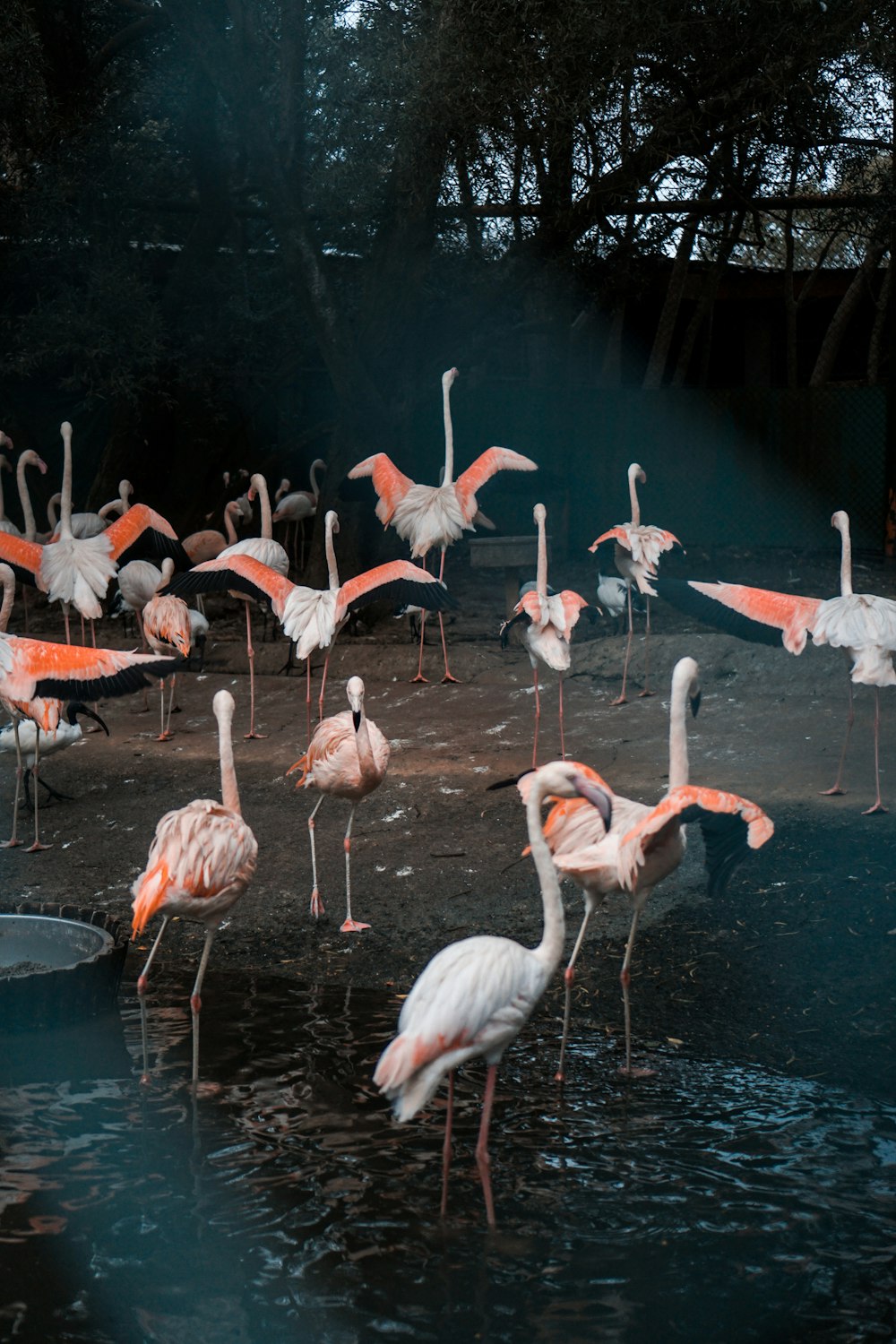 flock of flamingos on water