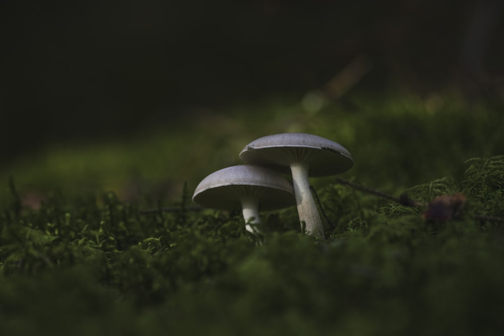 white mushroom on green grass during daytime