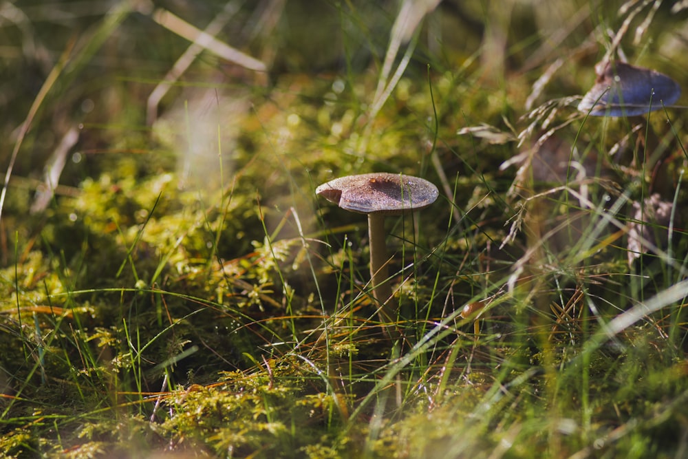 brown mushroom on green grass during daytime