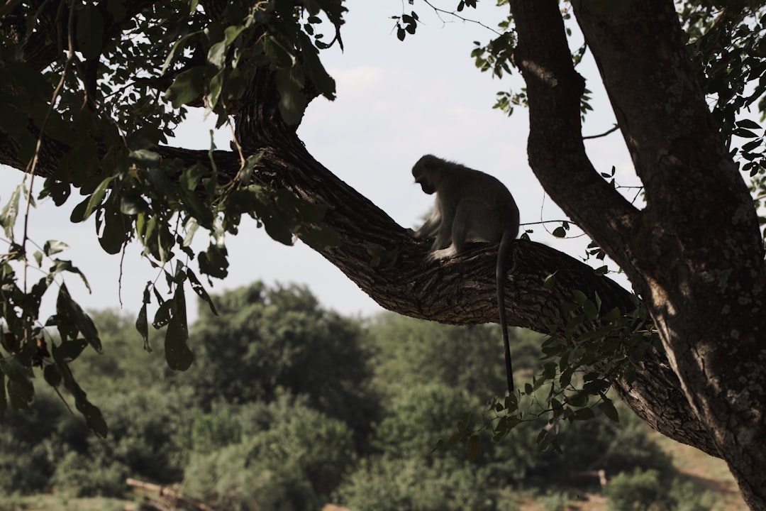 gray monkey on tree branch during daytime