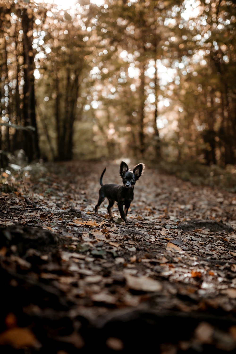 black short coat small dog walking on dried leaves on ground during daytime