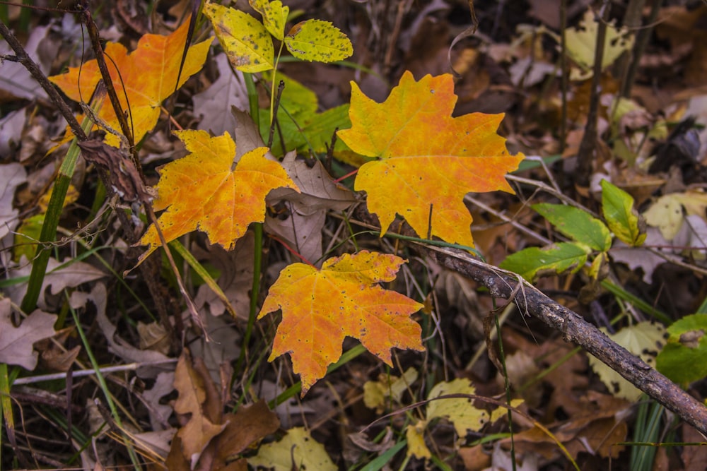 yellow and brown maple leaf