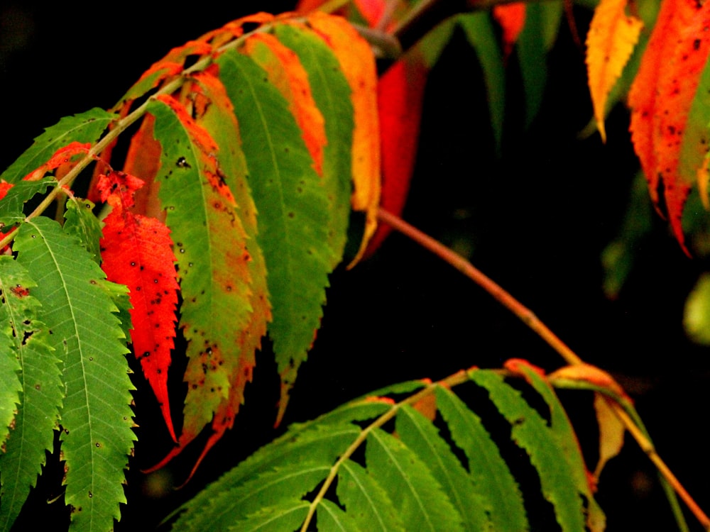 green and brown leaf plant