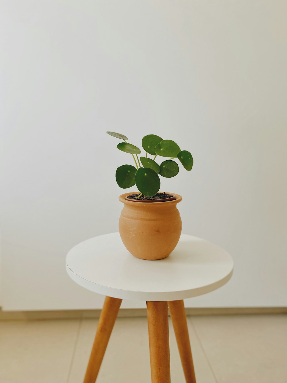 green plant on brown clay pot