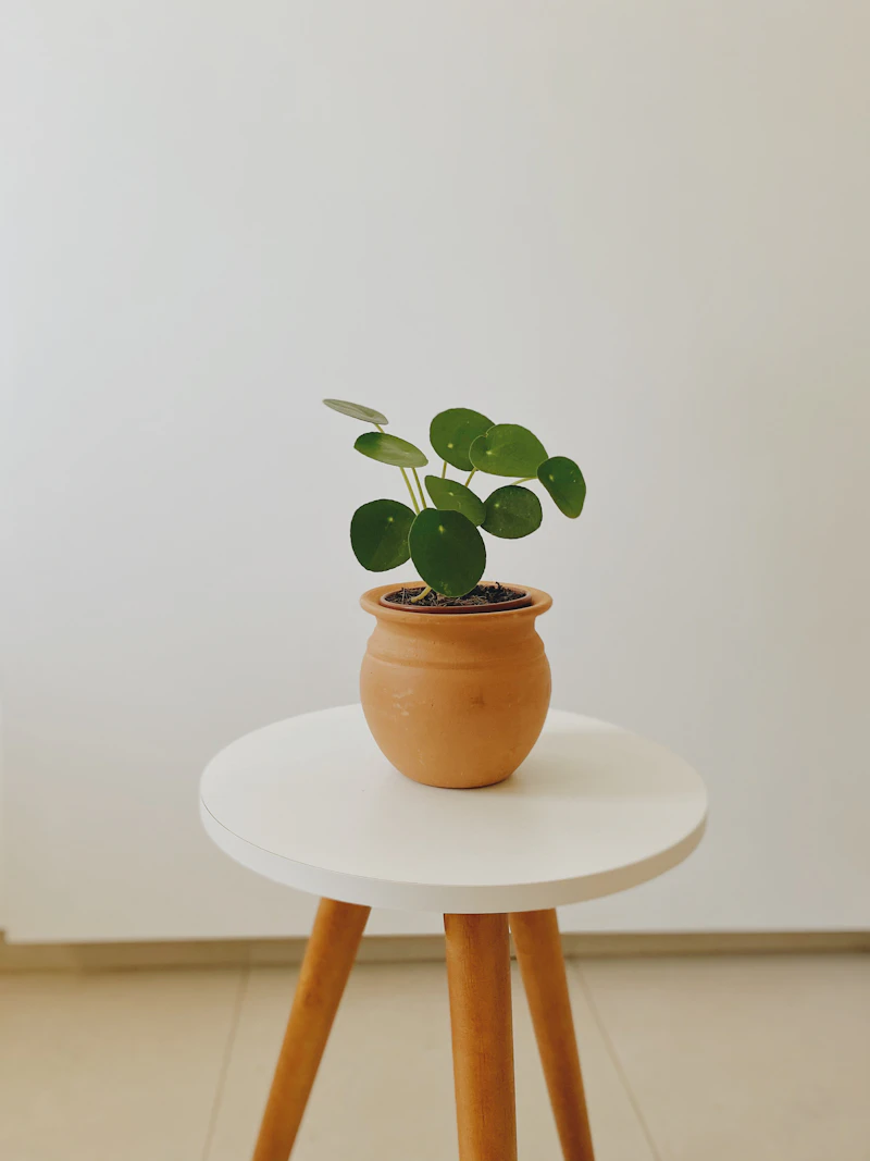 Chinese Money Plant Care UK: The Complete Indoor Guide