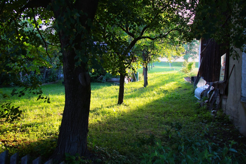 green grass field with trees