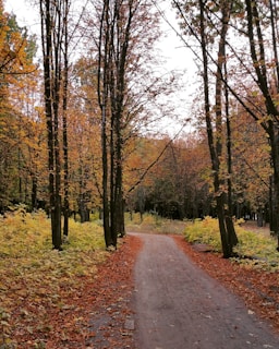 A forest path covered in fallen leaves, flanked by tall trees with autumn foliage. The leaves on the ground are primarily shades of orange and brown, and the trees have remaining leaves in similar colors. The path appears to lead deeper into the forest, surrounded by dense vegetation.