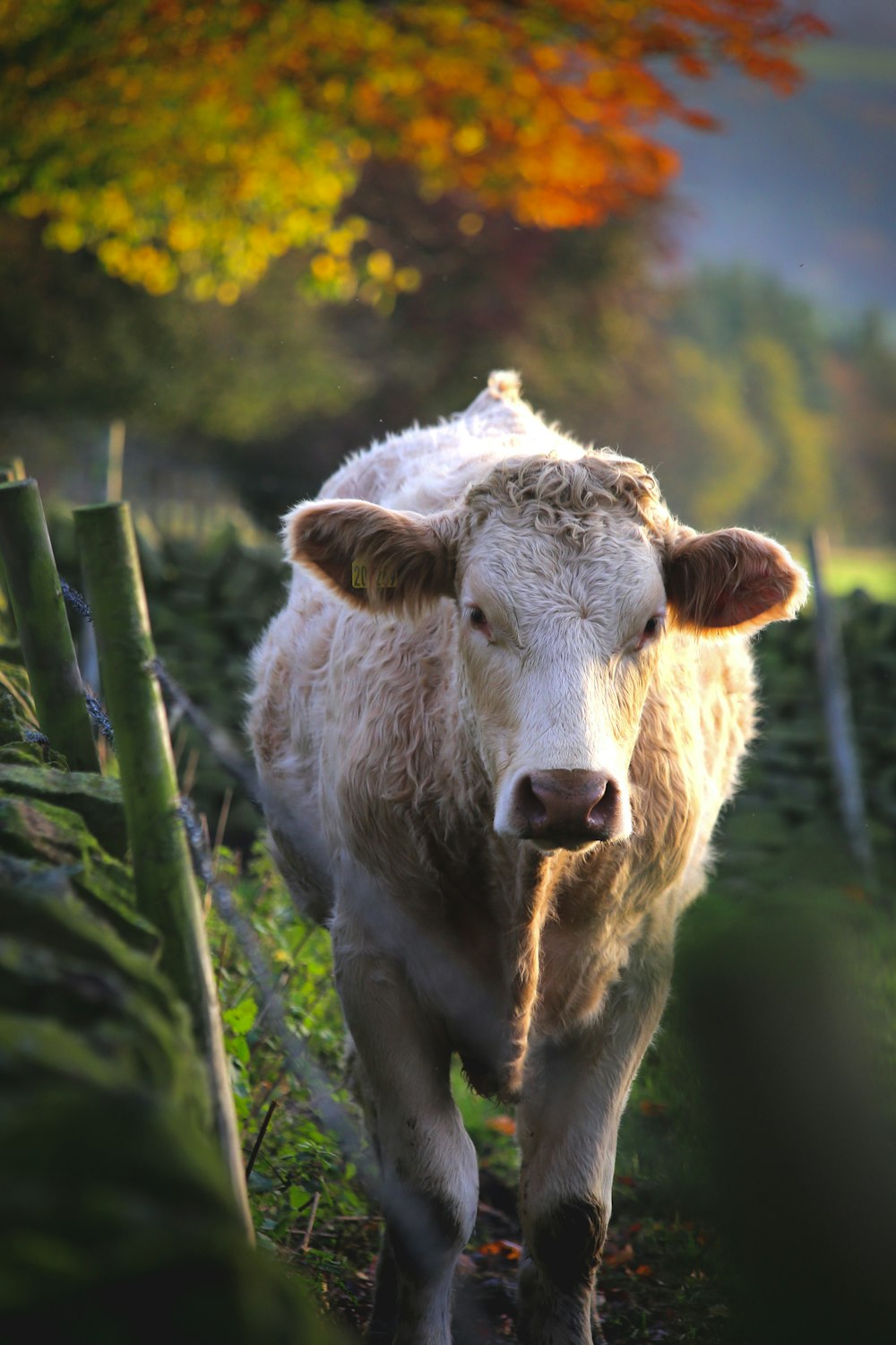 white cow on green grass field during daytime